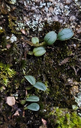 Bulbophyllum inconspicuum iNat (3)