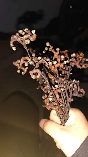 Foto de Uva-do-japão
