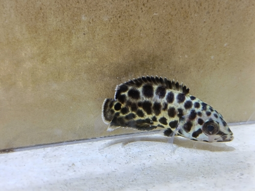 Leopard bushfish (Ctenopoma acutirostre) — Anabantidae — 5