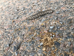 Proserpinus proserpina