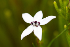 Cyphia volubilis volubilis