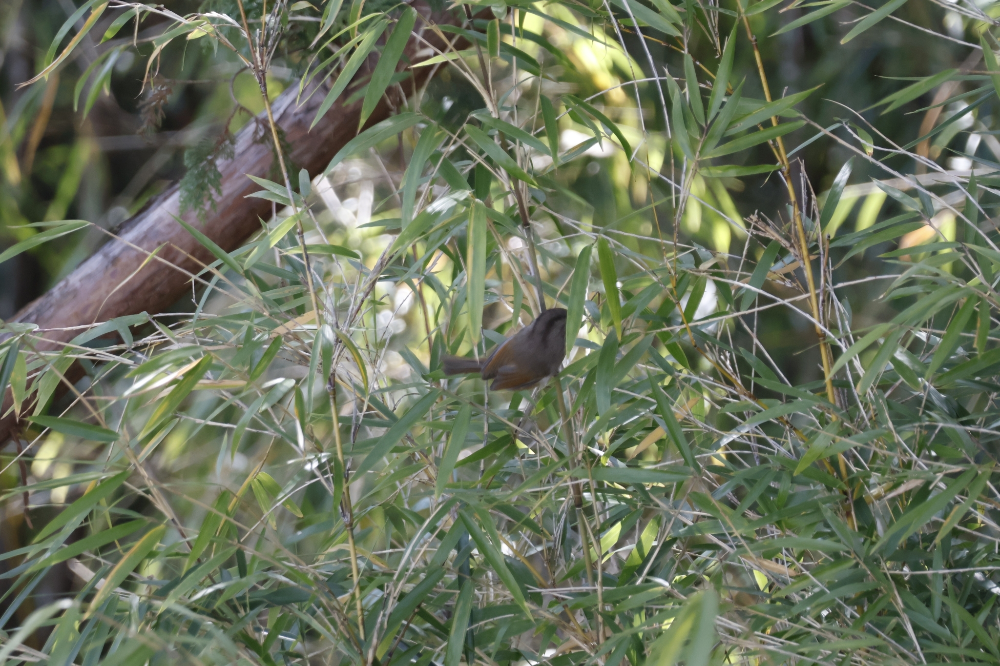 Taiwan Fulvetta (Fulvetta formosana), photo 9