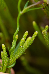 Cyphia volubilis volubilis