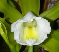 Vanilla guianensis