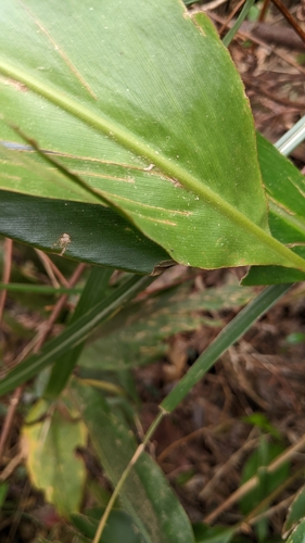 Alpinia japonica, photograph 5