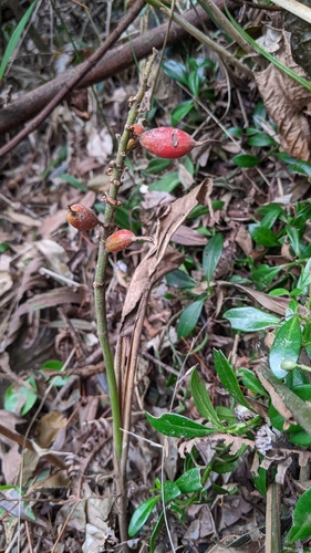 Image of Alpinia japonica by (c) 許文俊, some rights reserved (CC BY-SA)