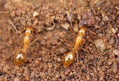 Camponotus cuneiscapus