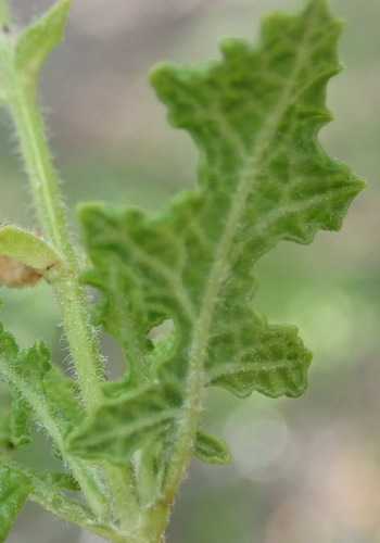Image of Salvia namaensis by (c) Nicola van Berkel, some rights reserved (CC BY-SA)