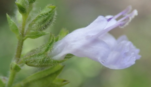 Image of Salvia namaensis by (c) Nicola van Berkel, some rights reserved (CC BY-SA)
