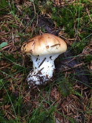 Cortinarius polymorphus
