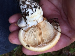 Cortinarius polymorphus