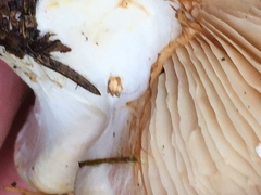 Cortinarius polymorphus