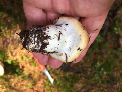 Cortinarius polymorphus