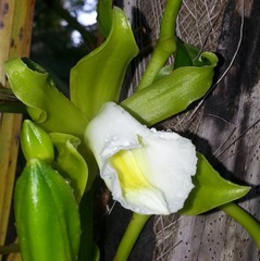 Vanilla guianensis
