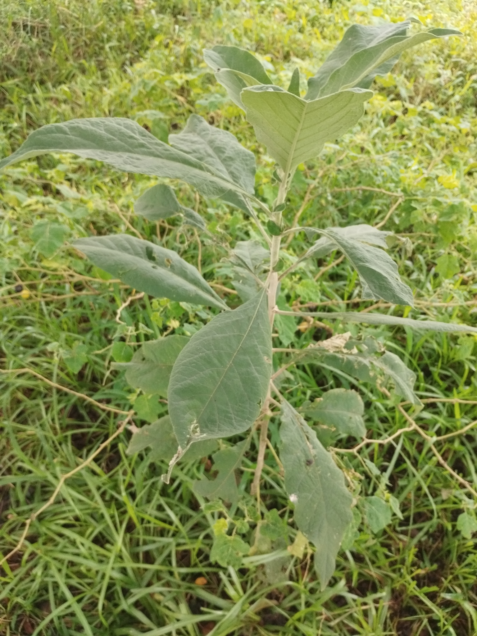 Solanum mauritianum