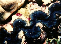 Tridacna crocea