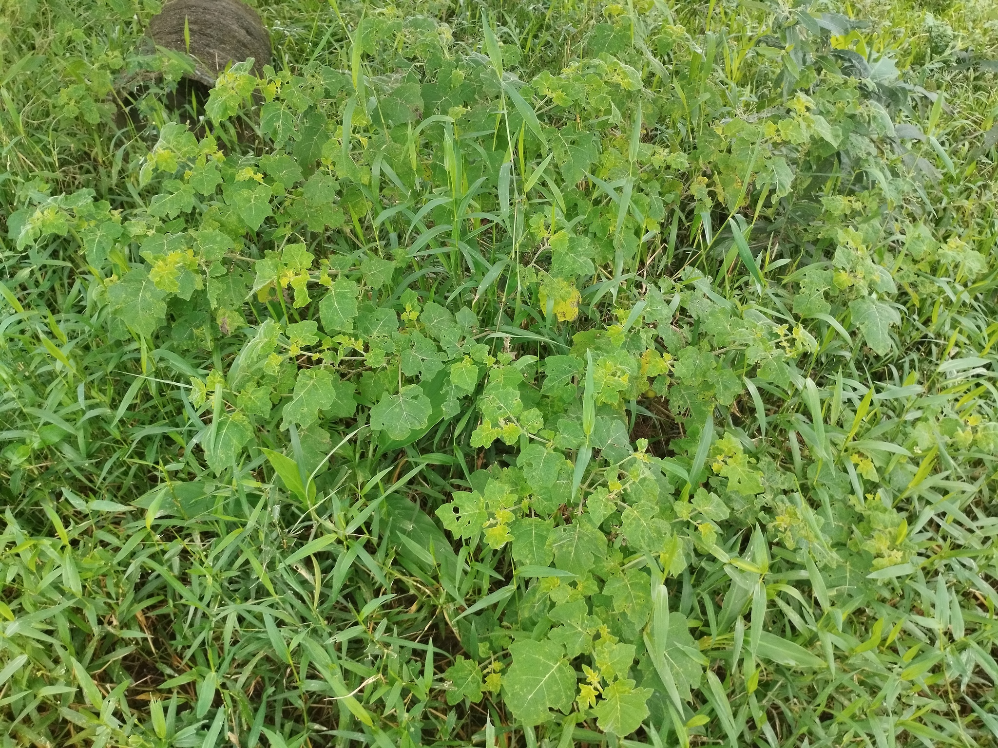 Solanum viarum