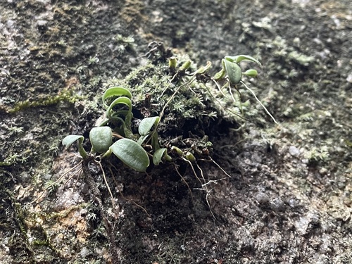 Bulbophyllum inconspicuum iNat (2)