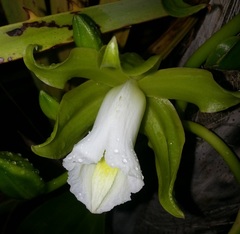 Vanilla guianensis
