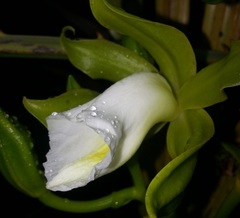Vanilla guianensis