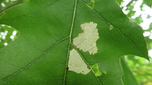 Oak Skeletonizer Moth photo 3