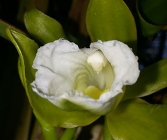 Vanilla guianensis