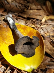 Craterellus fallax image