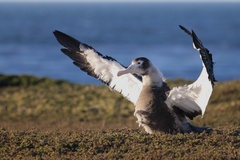 Wandering Albatross photo 6