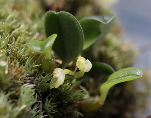 Bulbophyllum inconspicuum iNat (1)