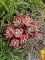 Dudleya caespitosa