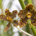 Grammatophyllum speciosum - Photo (c) budak,  זכויות יוצרים חלקיות (CC BY-NC), הועלה על ידי budak