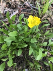 Ranunculus alismifolius