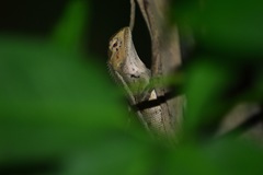 Calotes versicolor