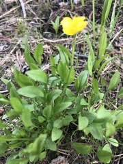 Ranunculus alismifolius