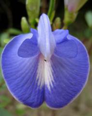 Periandra mediterranea