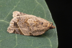 Neocalyptis affinisana