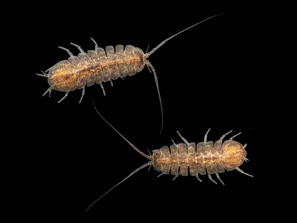 Lirceus alabamae