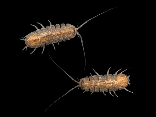Lirceus alabamae