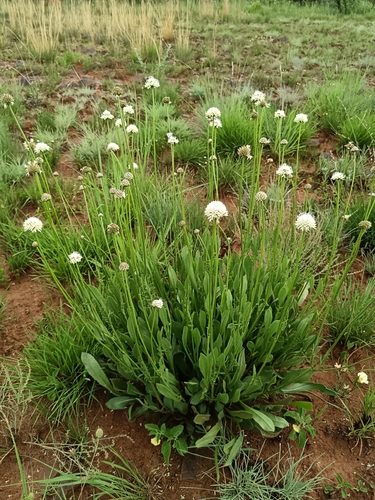Cephalaria zeyheriana (Cephalaria zeyheriana)