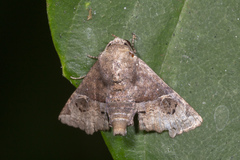 Targalla palliatrix