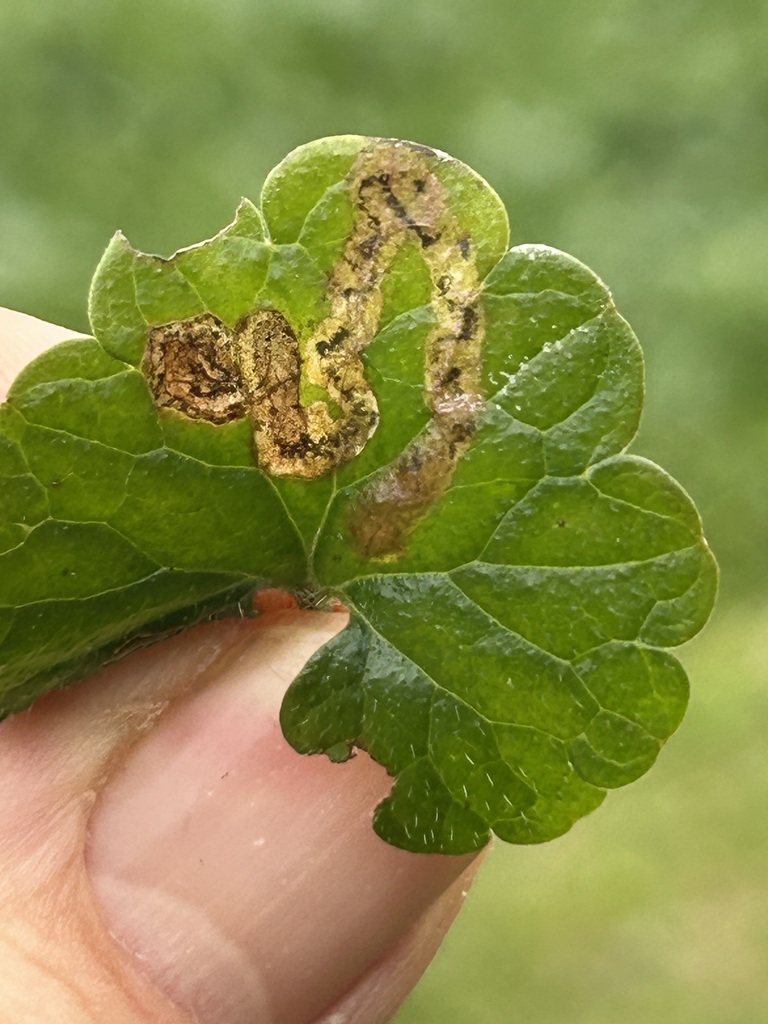 Phytomyza glechomae