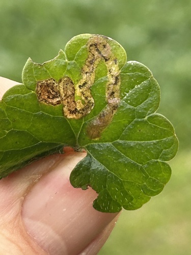 Phytomyza glechomae