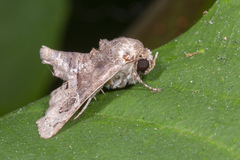 Targalla palliatrix
