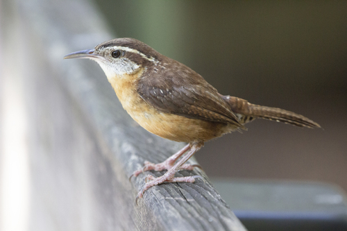 Carolina Wren, photo 7 of 9