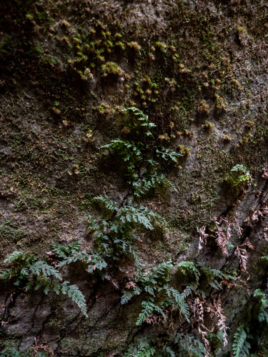 Image of Vandenboschia boschiana by (c) Turner Brockman, some rights reserved (CC BY-SA)