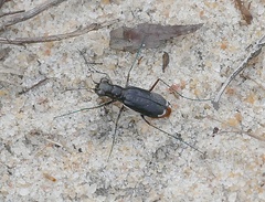 Cicindela abdominalis