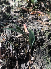 Microgramma mauritiana