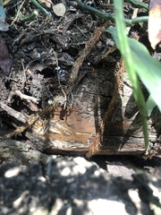 Microgramma mauritiana