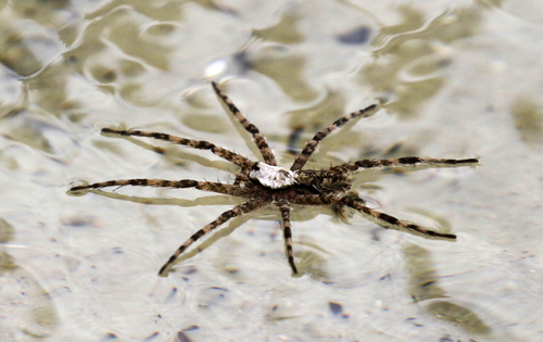White-banded Fishing Spider