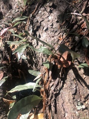 Microgramma mauritiana